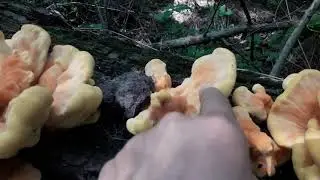 Что такое ТСЖ и с чем его едят? Трутовик серно-желтый Laetiporus sulphureus