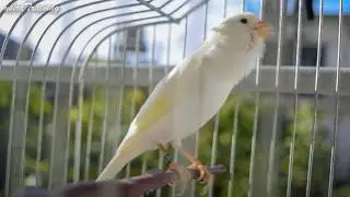 The Cutest White Canary Singing - Canary Singing Video