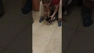 Без кота и жизнь не та 🤣 #рекомендации #приколы #кот