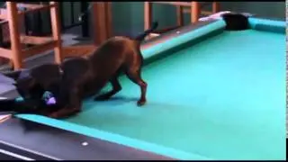 Бильярдчин нохой
