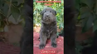 German shepherd puppy. Щенки немецкой овчарки. #shepherd #shepherddog #puppydog #puppy #dog #dogs