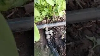 Капельный полив на Поле. Как устроен полив