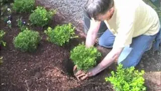 How to plant a shrub using Organic Plant Magic