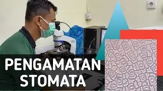 Pengamatan Stomata (Free hand sections, Cetakan dan Whole mount)