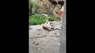 Tigers almost fight