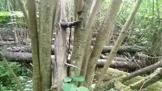 Про поляну в дремучем лесу.