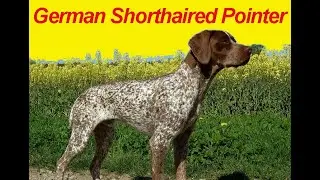 German Shorthaired Pointer
