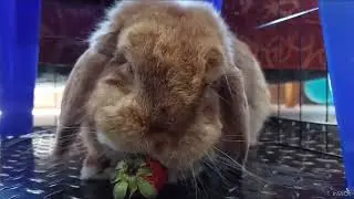 Bunny + strawberry = cute