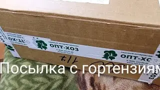 Посылка с гортензиями из Опт-Хоз.