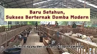 3 HAL PENTING DALAM PENGGEMUKAN DOMBA ALA BHINEKA FARM BOYOLALI || INFO TANI