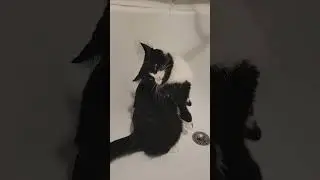 #кошкамята