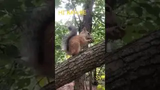 #forest #squirrel