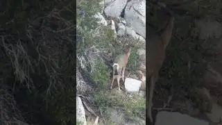 VELVET MULE DEER BUCK