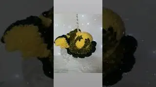 новая расцветка