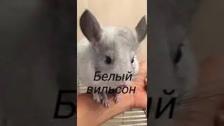Популярные окрасы шиншилл