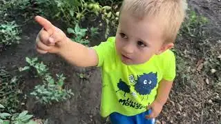 Андрій садить  помідори, а нам тут не раді😅