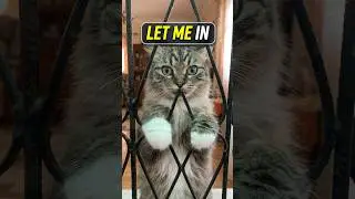 Just a cat asking to be inside the house. 
