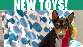 Basenjis Get More New Toys! #nocciola