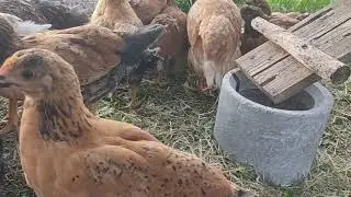 Кучинская юбилейная, новоселье.