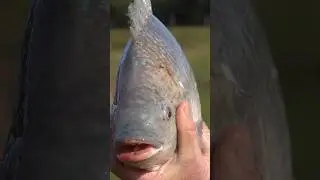 PEIXE TOMA VACINA? 
