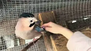 СОЙКИ ГОНЯЮТ ДРУГ ДРУГА 😁