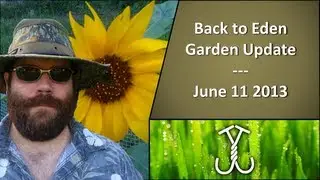 Back to Eden Garden Update June 11 2013
