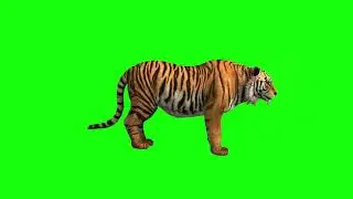 Tiger Green Screen- Royalty Free Download