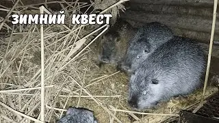 Квест 