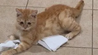 Дед Бархан взял разгон/Котик творит беспредел