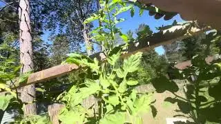 Tomatoes- End of season tip I just learned
