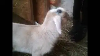 Как убрать рожки у козлят?🐐