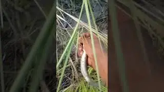 DENGAN CARA LAMA MENCARI IKAN DAPAT BANYAK
