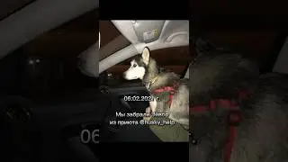 3 года вместе! Собака из приюта #husky #хаски #собака #dog #собакаизприюта #любовь #love #marinasama