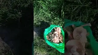 Вот каких красавцев мы собрали