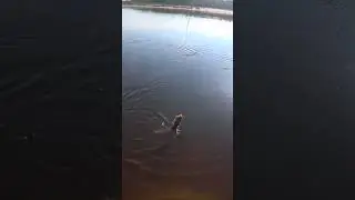Ох ни фига себе щука!!! 🤔
