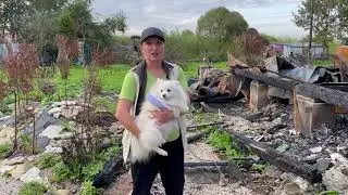 Русская ива. Третья неделя после пожара.