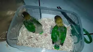 HARVEST LOVEBIRD in glodok