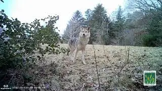 Wildlife Camera Footage - January 2024