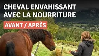 APAISER UN CHEVAL FRUSTRÉ AU CLICKER TRAINING