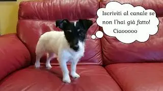 Jack Russel Terrier puppy