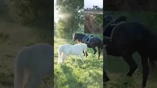 Beautiful Horse walking