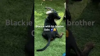 Blackie_a super active and adorable pup 🧿 #doberman #dogs #pets