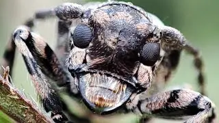 Foto MACRO kamera bawaan Redmi Note 10 Pro #xiaomi