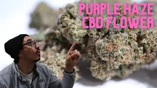 Purple Haze Close Ups and Glamor Shots | Bammmer