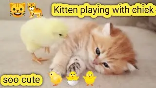 🐤🐱 The kitten is playing with the chicken in the garden 🐅🐤🐣🐥🐅