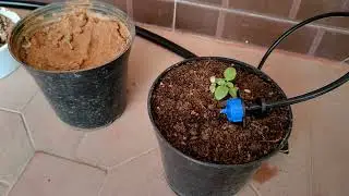 Easy Drip irrigation setup under 500 Rs - Step by Step Guide