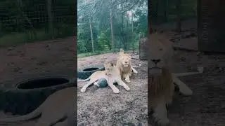 Sneaky Lioness