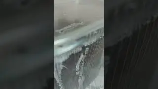 немного о тропических мокрицай