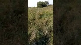 Отдых в Подмосковье. Охота на фазана с собакой.