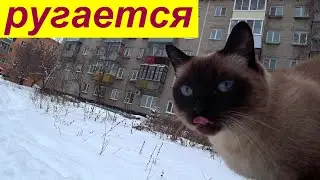 Кот ругается на снег